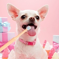 Brosse à dents pour animaux de compagnie à 360 degrés avec poils souples, kit de nettoyage dentaire avec dentifrice pour chiens et chats, soins bucco-dentaires, vente en gros