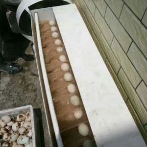 Nuevo tipo, precio al por mayor, máquina de limpieza de huevos, precio de fábrica, máquina de limpieza de huevos de gallina de acero inoxidable - Product Image 6