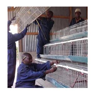 Un tipo di batteria gabbia di pollo strati di allevamento di pollame 3 livelli 4 porte 96 uccelli deposizione uova galline allevamento gabbie per la vendita in <span class=keywords><strong>Karachi</strong></span> - Product Image 6