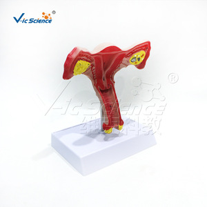 Modèle anatomique ovarien et utérin féminin Vic Education, modèle pédagogique de la reproduction humaine - Product Image 4