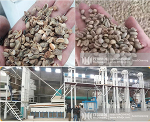 15 tonnes brésiliens grains <span class=keywords><strong>de</strong></span> café Haricot <span class=keywords><strong>Lupin</strong></span> machines <span class=keywords><strong>de</strong></span> traitement <span class=keywords><strong>de</strong></span> nettoyage décortiqueuse séparateur <span class=keywords><strong>de</strong></span> cueillette à la main - Product Image 6