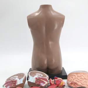 Modèle d'anatomie du torse humain Qinghua de 42 cm avec organes détachables, modèle pédagogique médical du cœur et des organes internes, jouet éducatif - Product Image 4