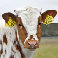 Étiquette d'oreille RFID pour bétail AE24U D=26 mm, facile à suivre, identification unique, lecture et écriture de données, clip U9, étiquettes RFID pour le bétail