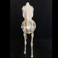 Modèle de squelette de cheval grandeur nature modèle anatomique animal crâne de cheval colonne vertébrale et bassin anatomie équipement éducatif