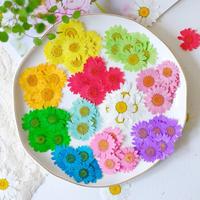 Fleurs de marguerite séchées pressées, couleur personnalisée, fournitures artisanales pour résine, cadre, autocollant, accessoires photo, DIY