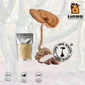 สารสกัดจากเห็ดนมเสือ LiGNO TM02 ชนิดผงเข้มข้นสูง สำหรับดูแลระบบทางเดินหายใจ - Product Image 1