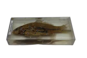 High Definition Marine Biology Specimen Display Array Fish Specimen