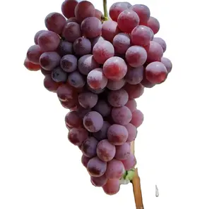 De gros raisins frais fruits-Exportation supérieure raisins sans pépins frais raisins rouges