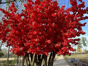 ต้นซากุระประดิษฐ์ขนาดใหญ่สำหรับตกแต่งงานแต่งงานกลางแจ้งร้านอาหาร ต้นเชอร์รี่บลอสซัมไฟเบอร์กลาสสำหรับตกแต่ง - Product Image 6