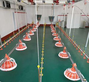 Otomatik kümes hayvanı Broiler besleyici tava tavuk besleyici kümes hayvancılığı - Product Image 3