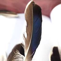 Masque en Plumes de Canard Naturelles Teintes de Haute Qualité, Douces, de 4 à 6 Pouces, avec Châle de Poignet et Ailes pour Spectacles de Danse et Fêtes de Carnaval