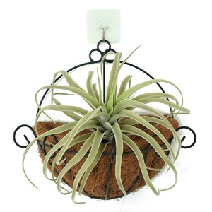 <span class=keywords><strong>Pianta</strong></span> Aerea Artificiale Tillandsia Xerographica Morbida e Realistica con Foglie Riccioline per Paesaggistica Commerciale Tropicale a Parete - Product Image 5
