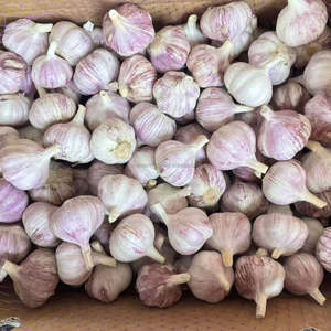 Alho Ail Ajo ajo fresco al por mayor precio de China proveedores verificados - Product Image 4