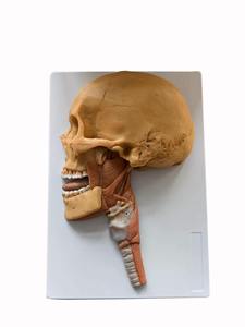 Modèle anatomique réaliste de tête et de cou avec nerfs et vaisseaux sanguins, très demandé, pour les centres de formation médicale professionnelle - Product Image 6