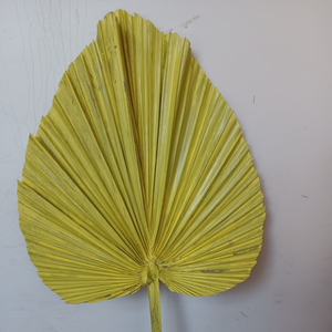 Hojas de Palma Secas, Teñidas de Colores, Hojas Naturales de Palma Secas para Arcos de Boda, Decoraciones Interiores y Exteriores - Product Image 6