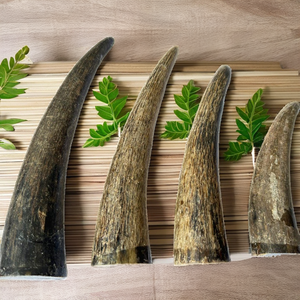 High Quality Natural Buffalo Horn tip for making <b>buttons</b> horn <b>toggles</b> high quality horn tip wholesale horn tip manufacturer - Product Image 2