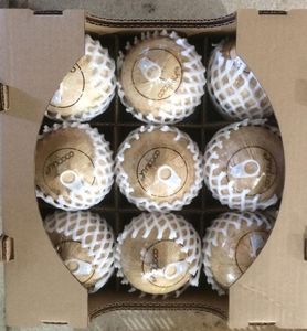 Kaylin — couvercle en noix de COCO frais facile à ouvrir, extracteur d'anneau, facile à enlever, frais, bon prix, (84 + 817092069) - Product Image 4