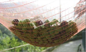 Filet de protection souple pour la récolte des olives en verger - Product Image 6