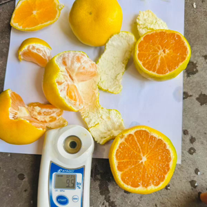 Mandarinas Frescas <span class=keywords><strong>de</strong></span> Alta Calidad, Cítricos Dulces con Sabor a Miel, Cultivadas, al Mejor Precio, Directo <span class=keywords><strong>de</strong></span> Fábrica - Product Image 3
