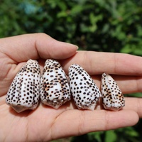 Coquillages naturels authentiques Conus Ebraeus en gros - Coquillages hébreux Conus Ebraeus - Véritables coquillages pour bijoux DIY Hawaï
