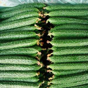 Variétés de concombres fiables pour la plantation en ferme, adaptées aux parterres de fleurs et à la décoration de jardin - Product Image 2