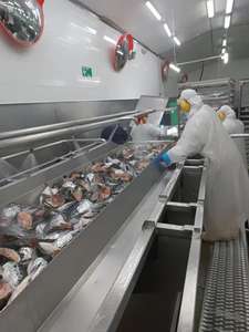 Bon <span class=keywords><strong>prix</strong></span> tête <span class=keywords><strong>de</strong></span> <span class=keywords><strong>saumon</strong></span> congelée à la machine tête <span class=keywords><strong>de</strong></span> <span class=keywords><strong>saumon</strong></span> <span class=keywords><strong>de</strong></span> l'Atlantique tête <span class=keywords><strong>de</strong></span> <span class=keywords><strong>saumon</strong></span> congelée - Product Image 3