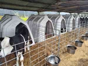 Zuivel Plastic Kalfseiland Open Voordeur Jong Vee Vila Open Ruimte Ventilatie Dierenkooien Koeien Veehuis - Product Image 3