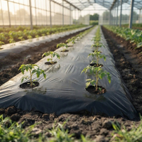 Film de paillage agricole compostable robuste en PBAT PLA noir pour le contrôle des mauvaises herbes et l'humidification du sol dans les champs agricoles