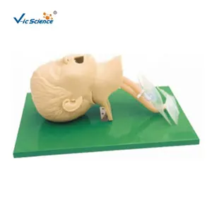 Advanced children's tracheal intubation model anatomical medical model Section through anatomical