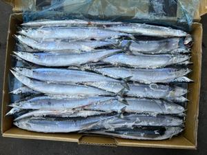 Saury del Pacífico congelado fresco certificado HACCP a granel IQF 20Kg/caja al por mayor para distribución de servicios de alimentos - Product Image 2
