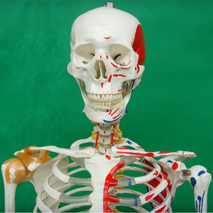 Squelette humain avec l'indication des origines et des terminaisons des muscles, peint à la main, 170 cm, modèle humain simulé de qualité médicale - Product Image 2