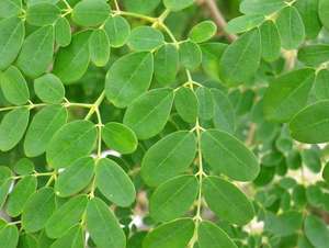 Natuurlijke Immuniteit En Spijsvertering Ondersteuning Moringa Bladpoeder 10:1 Moringa Bladextract - Product Image 3