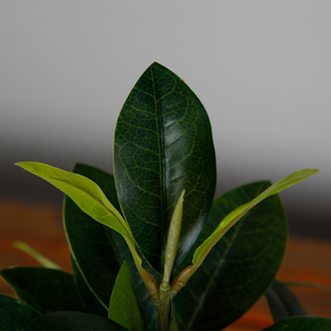 Cây Cảnh Nhiệt Đới Giả 40CM, Cây Hoa Mộc Lan Nhân Tạo, Trang Trí Trong Nhà Với Hoa Trắng - Product Image 4