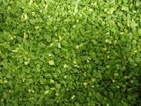 Exportateur de poireaux chinois surgelés, spécifications CUT, certifié HACCP/BRC/ISO/Kosher, emballage en vrac