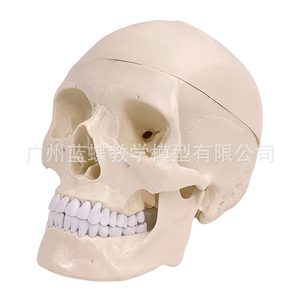 Modèle de crâne humain de simulation médicale 1:1 pour adultes : Anatomie du crâne, crâne blanc avec colonne cervicale, anatomie du cerveau - Product Image 3