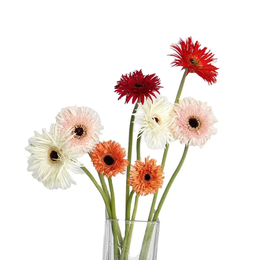 उच्च गुणवत्ता वाले ताजा फूल डुबाई ताजा कट फूल तेजी से शिपिंग निर्यातक जर्बरा संयंत्र भारत को शादी के लिए बेच रहे हैं