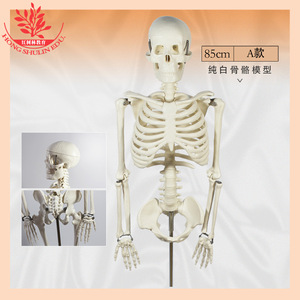 Modèle de squelette humain, 85 cm, sur pied, pour la communication médecin-patient, spécimen médical, squelette humain complet en plastique - Product Image 3