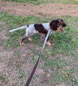 Weiches Baumwoll-Hanf-Hunde halsband Metalls chnalle Verstellbares personal isiertes ID-Logo Fischgräten-Tweed-Geschirr Hunde halsband und Leinen-Set - Product Image 3