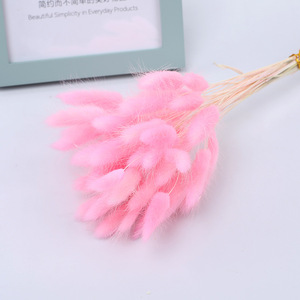 <span class=keywords><strong>Lagurus</strong></span> préservé fleurs séchées plantes fleur sèche <span class=keywords><strong>Lagurus</strong></span> pour arrangement floral lapin queue herbe - Product Image 3
