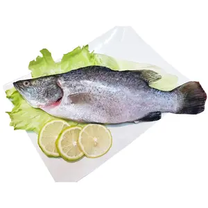 wholesale frozen fresh fish barramundi Frozen Barramundi Silver Sea Perch Fish