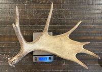 Grand bois de cerf artificiel de type fauveau du Maine, ornement de Noël, bois de cerf décoratifs
