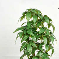Offre Spéciale : Arbre Artificiel Bonsaï Style Nordique pour Décoration Intérieure – Arbre de la Prospérité en Pot pour Maison et Jardin – Oh Arts