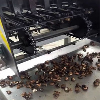 Machine de traitement des noix de cajou en Chine, machine à décortiquer les noix de cajou, machine à cueillir les noix de cajou à vendre
