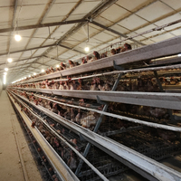 Cage à poules pondeuses de type A, cage à batterie pour poules pondeuses, 96/120/128/160 oiseaux, utilisation en maison, 3/4 niveaux, cage à poules pondeuses pour élevage avicole