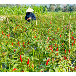 Chili fresco del fabricante agrícola vietnamita, pimientos enteros congelados, especias, embalaje personalizado, precio razonable, crudo - Product Image 2