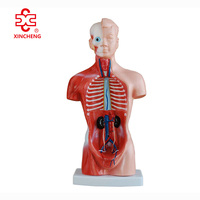 Maniquí de PVC de 26 cm con 15 partes, modelo de torso humano para ciencias médicas, Xincheng XC-203