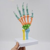 Modelo de cuerpo humano modelo de anatomía Color flexible mano hueso modelo esqueleto humano anatomía muñeca articulación herramienta de enseñanza médica
