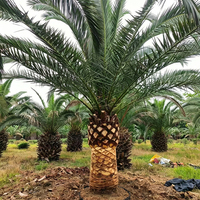 Palmier canari du Moyen-Orient en gros, grand palmier ananas, fournisseur de plantes vivantes, arbres ornementaux pour jardins urbains