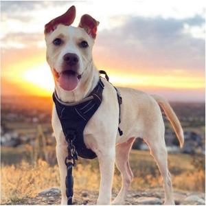 USMILEPET baju anjing Oxford, tali anjing tidak ditarik dengan 2 klip tali dapat disesuaikan bantalan lembut rompi hewan peliharaan tidak termasuk untuk anjing peliharaan - Product Image 6