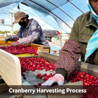 Gecertificeerd Goede Kwaliteit Kruidenextract van Cranberry Fruit 50% Proanthocyanidinen Poeder Bulk Vacuüm Verpakt Voedingsmiddelenkwaliteit